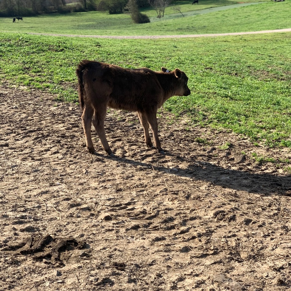 Meet your Posher, Bayli